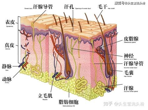 奶頭旁邊長毛|乳头毛